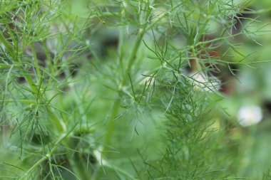 yeşil arkaplan ince çim Yakın plan dereotu parlak.