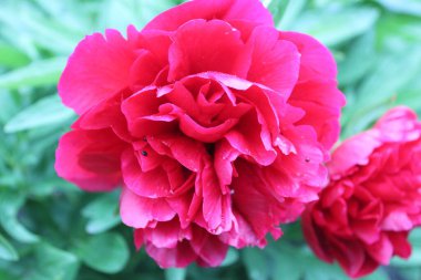 Yeşil arka planda kırmızı şakayık baharda büyüyen çiçek..