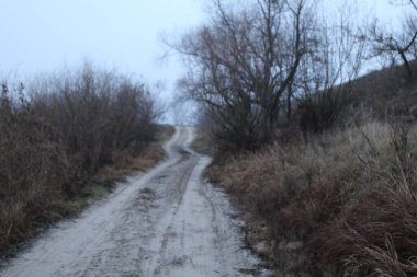 Soğuk tonlarda donuk sonbahar manzarası yol, çıplak ağaçlar kuru otlar..
