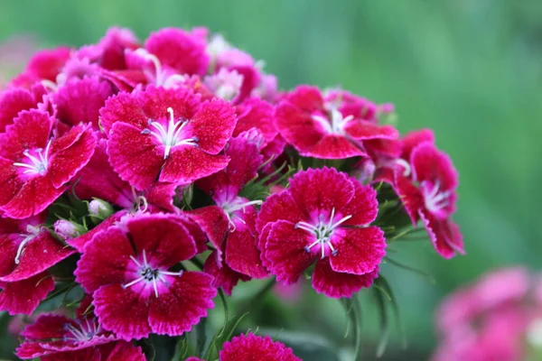 Chiński Astra Czerwony Phlox Burgundy Jasnobiałym Środkiem Wiosenne Kwiaty Kwitnące — Zdjęcie stockowe