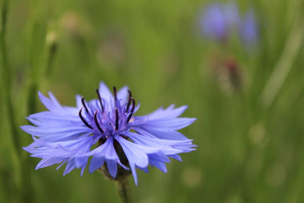 Природная оса собирает мед нектара на голубом цветке василька. Лето. Собираю мед. экологии. Естественные цепи.