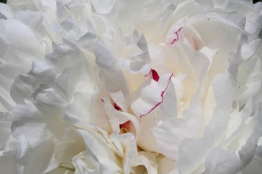 Beyaz arka planda beyaz şakayık yakın plan. Doğa. Çiçek arkaplanı.