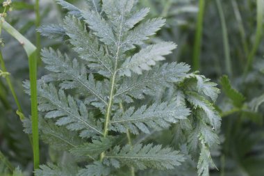 yeşil arkaplan eğreltiotu yapraklarından doğal.