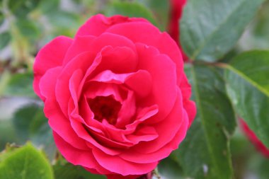 Yeşil arka planda parlak bir gül. Yukarıdan gül toplama görüntüsü. Yaz, çiçek açmak.