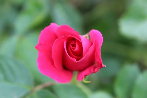 Jasna Róża Zielonym Tle Widok Góry Zbieranie Róż Lato Kwitnienie — Zdjęcie stockowe