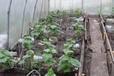 Karbonattan yapılmış bir serada salatalık tohumları. Yaz mevsimindeyiz. Bahçecilik. sebze yetiştiriyorum. Salatalık yetiştiriyorum. Hasat. Kırsal ev.