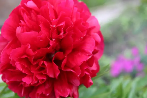 Tło Kwiaty Duży Czerwony Piwonia Łóżko Duży Plan — Zdjęcie stockowe