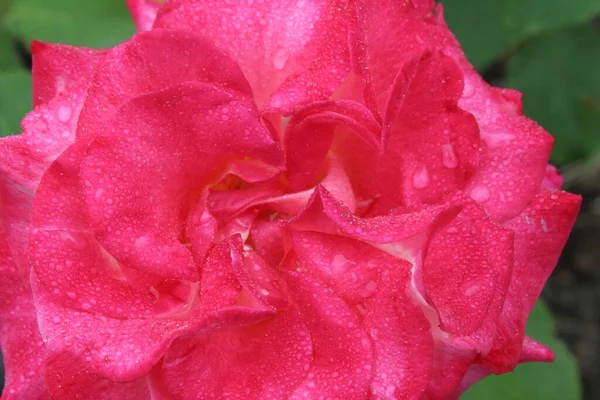 Teksturowane Tło Jest Rój Płatki Kwiatów Róż Zbliżenie Tło Kwiatów — Zdjęcie stockowe