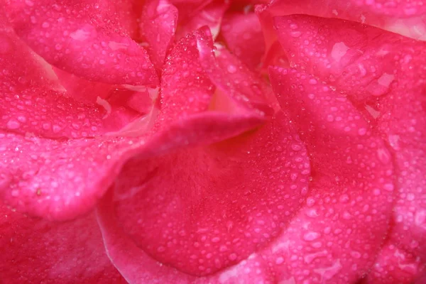 Fondo Texturizado Enjambre Pétalos Flores Rosa Cerca Fondo Flores — Foto de Stock