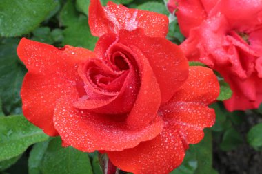 Mercan pembe gülü ve arka planda yağmur damlaları var. Kopyalama alanından bir peni var..