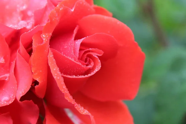 Rosa Coral Con Gotas Rocío Lluvia Cerca Sobre Fondo Elástico — Foto de Stock