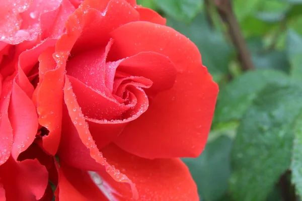 Coral Pink Rose Drops Rain Dew Close Eleous Background Penny — Stock Photo, Image