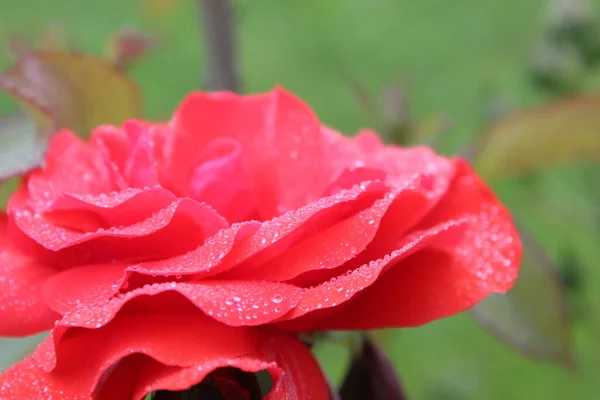 Coral Pink Rose Drops Rain Dew Close Eleous Background Penny — Stock Photo, Image