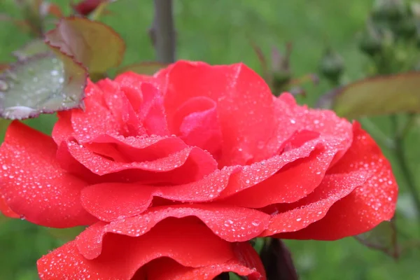 Coral Pink Rose Drops Rain Dew Close Eleous Background Penny — Stock Photo, Image