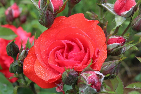 Różowa Róża Koralowa Kroplami Rosy Deszczowej Zbliżenie Eleous Tle Jest — Zdjęcie stockowe