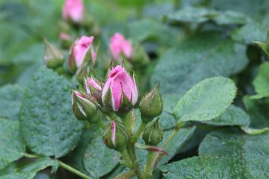 Gül tomurcukları yandan görünüyor. Bahçecilik. Ekin. Gül yetiştiriyorum. Çiçek arkaplanı.