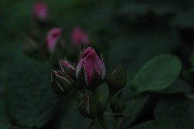 Gül tomurcukları yandan görünüyor. Bahçecilik. Ekin. Gül yetiştiriyorum. Çiçek arkaplanı.