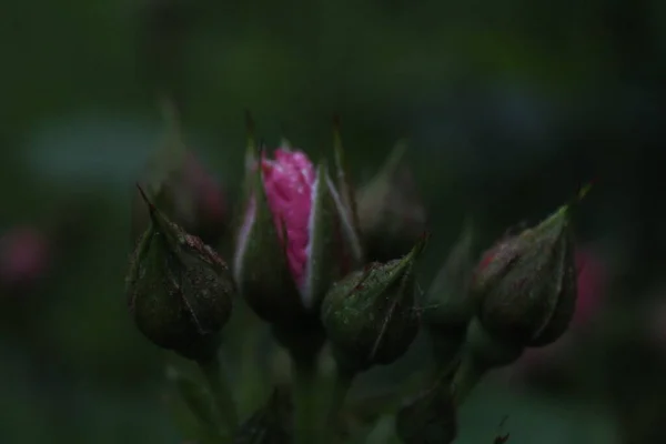 Rózsabimbók Oldalról Néznek Kertészet Növény Növekvő Rózsák Virág Háttér — Stock Fotó