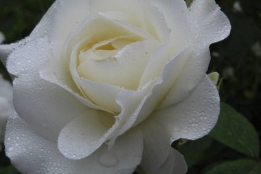 Yakından yağmur damlacıkları damlayan beyaz bir gül. Bahçecilik. Gül topluyorum. Büyüyen çiçekler. yaz.