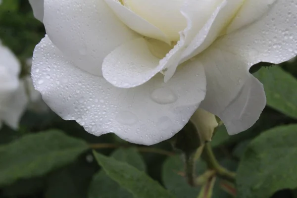 Fehér Rózsa Cseppek Eső Harmat Közelkép Kertészet Rózsákat Gyűjtök Virágokat — Stock Fotó