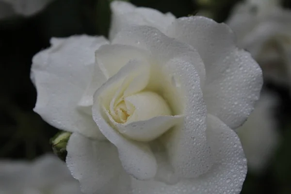 Fehér Rózsa Cseppek Eső Harmat Közelkép Kertészet Rózsákat Gyűjtök Virágokat — Stock Fotó