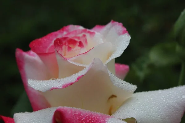 Fehér Rózsaszín Két Szett Rózsa Közelkép Növekvő Rózsa Virágok Kertészet — Stock Fotó