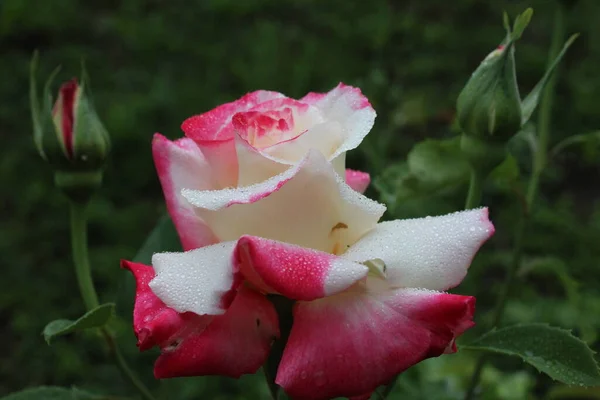 Біло Рожева Двокомпонентна Троянда Крупним Планом Вирощування Трояндових Квітів Садівництво — стокове фото