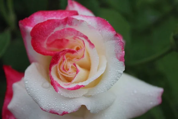 White Pink Two Set Rose Close Growing Rose Flowers Horticulture — Stock Photo, Image