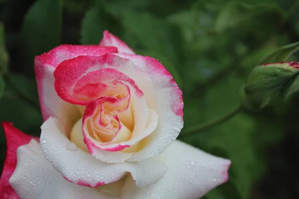 Rose Blanc Gros Plan Rose Deux Sets Fleurs Roses Croissance — Photo