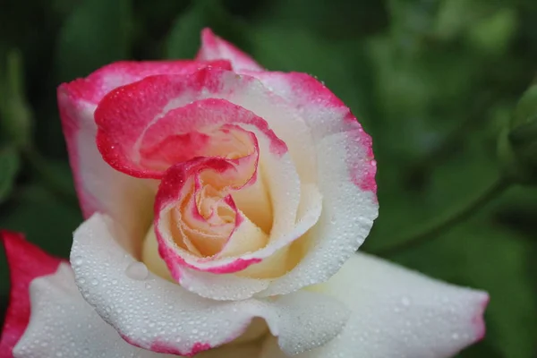 Biała Różowa Dwukolorowa Róża Bliska Rosnące Kwiaty Róż Ogrodnictwo Hobby — Zdjęcie stockowe