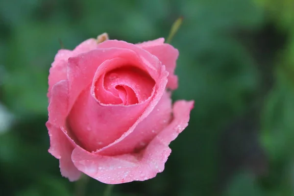 Pink Rose View Rose Rain Drops Water Rain Green Background — Stock Photo, Image