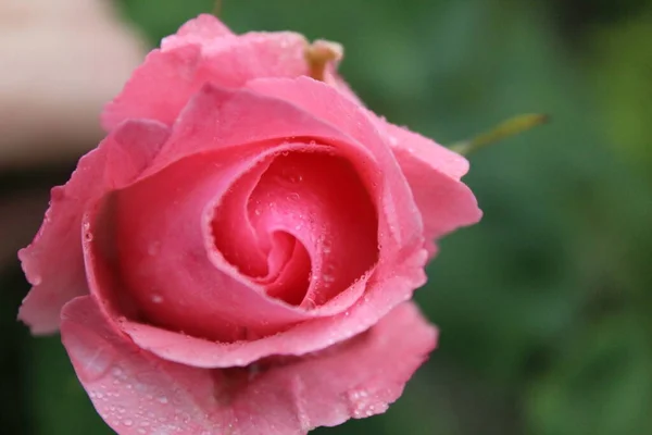 Pink Rose View Rose Rain Drops Water Rain Green Background — Stock Photo, Image