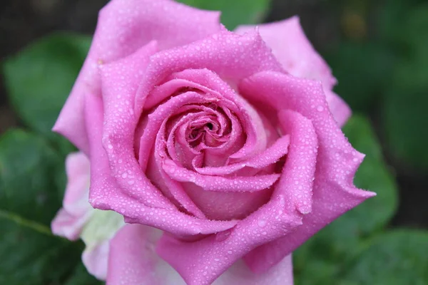 Рожева Троянда Зверху Роза Після Дощу Краплями Водяного Дощу Зеленому — стокове фото