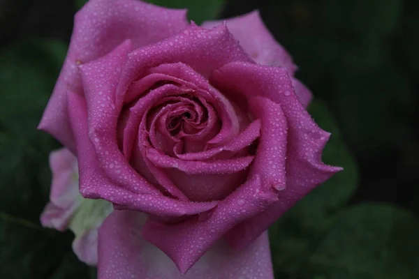 Rózsaszín Rózsa Kilátás Felülről Rózsa Eső Után Cseppek Víz Eső — Stock Fotó
