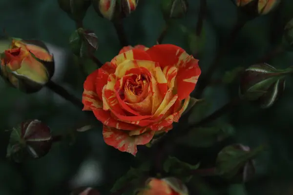 Żółta Róża Pomarańczowa Tle Elenium Widok Góry Rosnące Róże Kwitnie — Zdjęcie stockowe