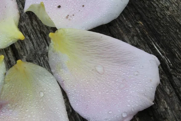 Pétalas Rosa Tábuas Árvore Fecham Com Lugar Texto Espaço Cópia — Fotografia de Stock