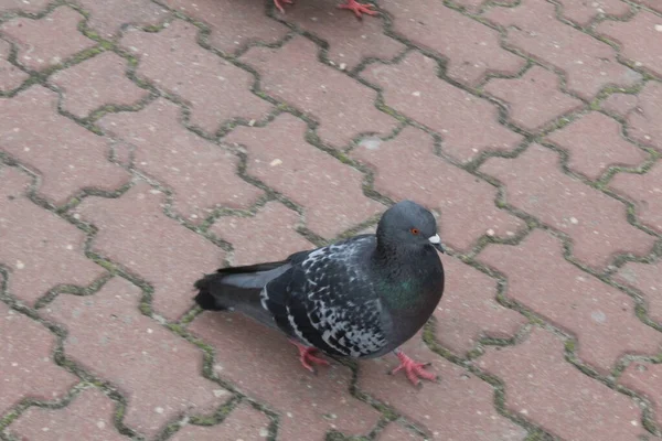 Graue Taube Auf Pflasterfliese Stadtvögel Tiere Einwohner — Stockfoto