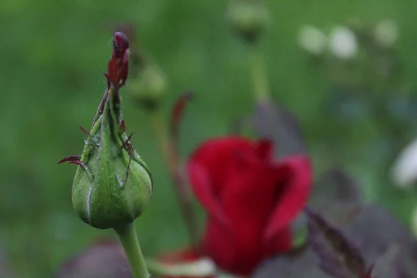 Dark Red Burgundy Rose Bud Background Leaves Growing Flowers Gardener — Stock Photo, Image