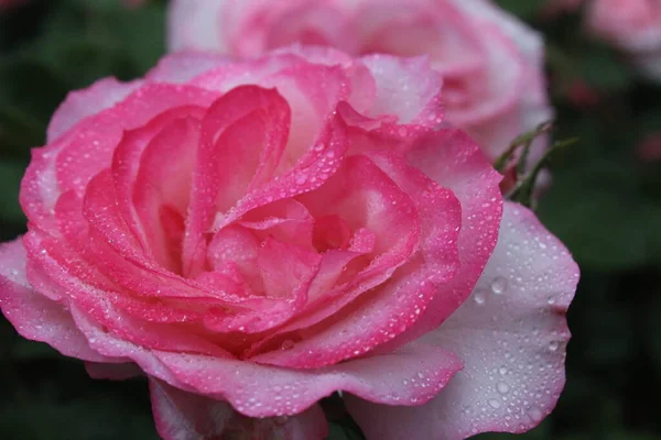 Buja Méretezetlen Rózsa Közelkép Virágokat Növesztek Valentin Nap Február Valentin — Stock Fotó