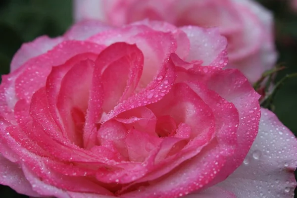 Lush Unsized Rose Close Growing Flowers Valentine Day February Valentine — Stock Photo, Image