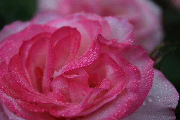 Buja Méretezetlen Rózsa Közelkép Virágokat Növesztek Valentin Nap Február Valentin — Stock Fotó