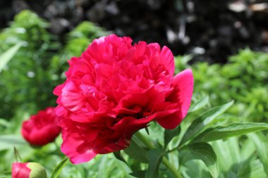 Peon Çiçeği Burgundy yakın plan. Çiçek açan, bahar, çiçek açan arka plan. Sevgililer Günü ve Uluslararası Kadınlar Günü. Kartpostal.