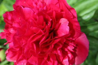 Peon Çiçeği Burgundy yakın plan. Çiçek açan, bahar, çiçek açan arka plan. Sevgililer Günü ve Uluslararası Kadınlar Günü. Kartpostal.