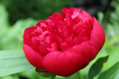 Peon Çiçeği Burgundy yakın plan. Çiçek açan, bahar, çiçek açan arka plan. Sevgililer Günü ve Uluslararası Kadınlar Günü. Kartpostal.