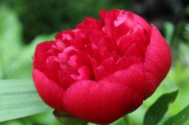 Peon Çiçeği Burgundy yakın plan. Çiçek açan, bahar, çiçek açan arka plan. Sevgililer Günü ve Uluslararası Kadınlar Günü. Kartpostal.