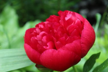 Peon Çiçeği Burgundy yakın plan. Çiçek açan, bahar, çiçek açan arka plan. Sevgililer Günü ve Uluslararası Kadınlar Günü. Kartpostal.