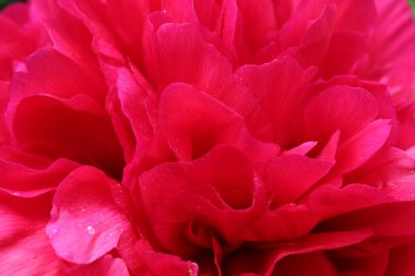 Peon Çiçeği Burgundy yakın plan. Çiçek açan, bahar, çiçek açan arka plan. Sevgililer Günü ve Uluslararası Kadınlar Günü. Kartpostal.