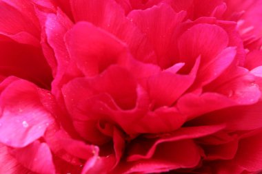 Peon Çiçeği Burgundy yakın plan. Çiçek açan, bahar, çiçek açan arka plan. Sevgililer Günü ve Uluslararası Kadınlar Günü. Kartpostal.