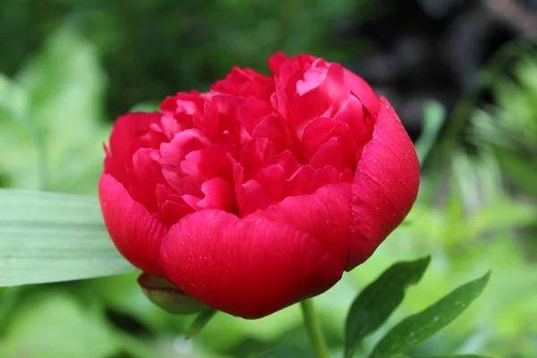 Peon Kwiat Burgunda Zbliżenie Kwitnące Wiosenne Kwiatowe Tło Świąteczne Walentynki — Zdjęcie stockowe