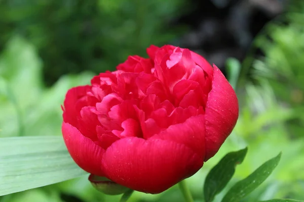 Peon Kwiat Burgunda Zbliżenie Kwitnące Wiosenne Kwiatowe Tło Świąteczne Walentynki — Zdjęcie stockowe